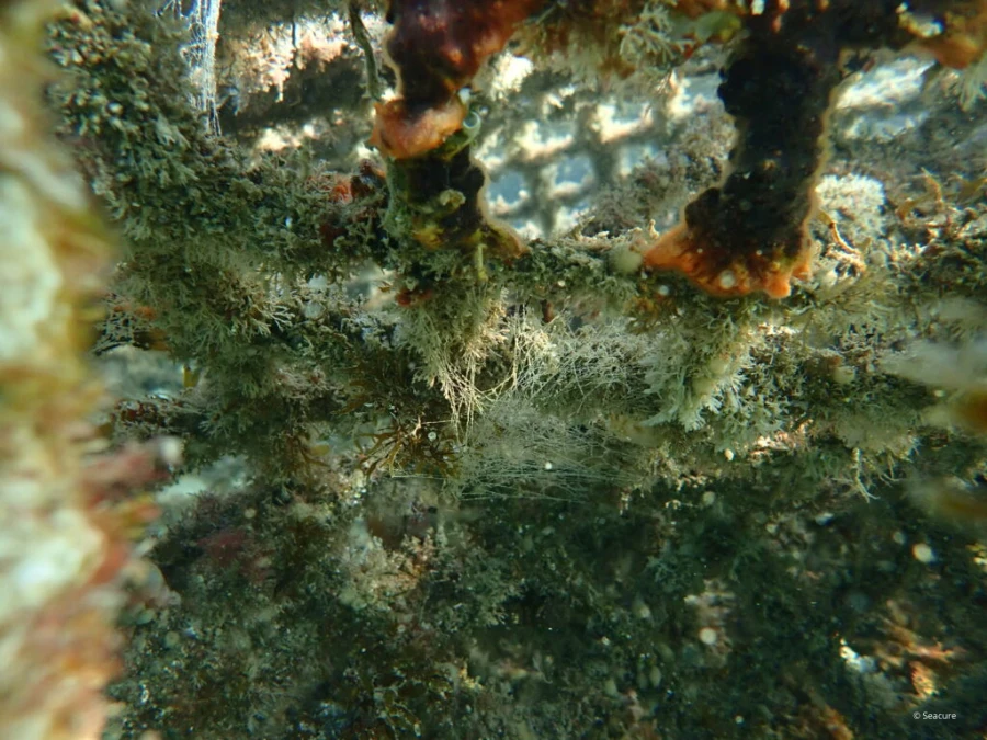 Géogrilles monoaxiales